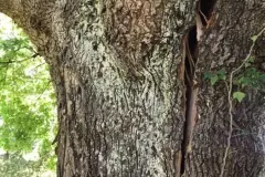 67167784_1188247401354143_2097686040528551936_n