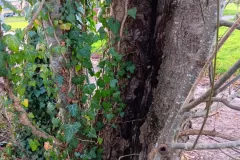 Réduction d'arbre conséquence et maladies