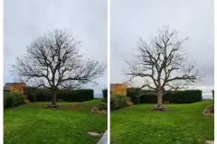 Taille d'éclairci d'arbres